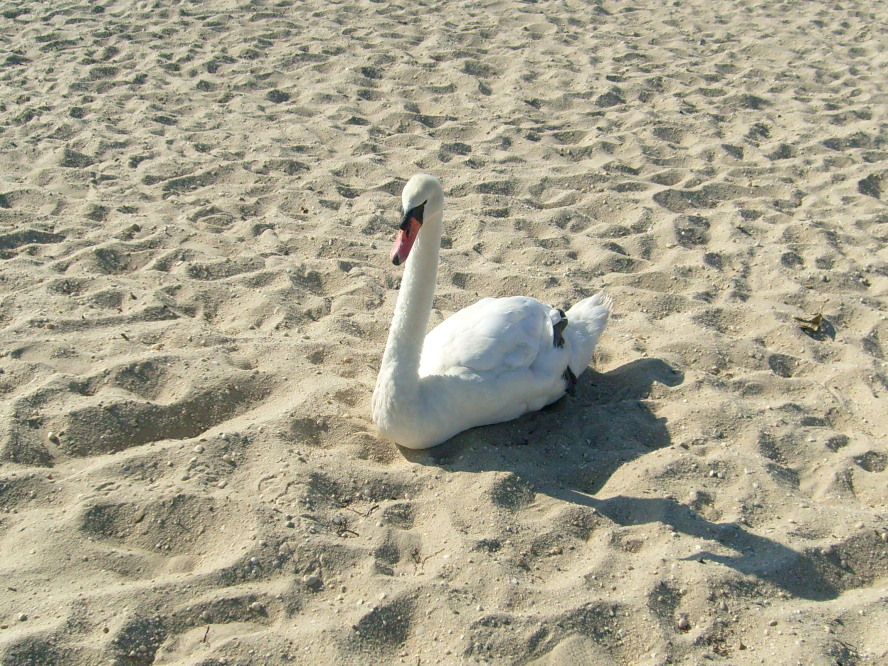 A swan catching a few rays