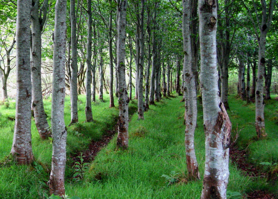 A wood south of Castlegregory