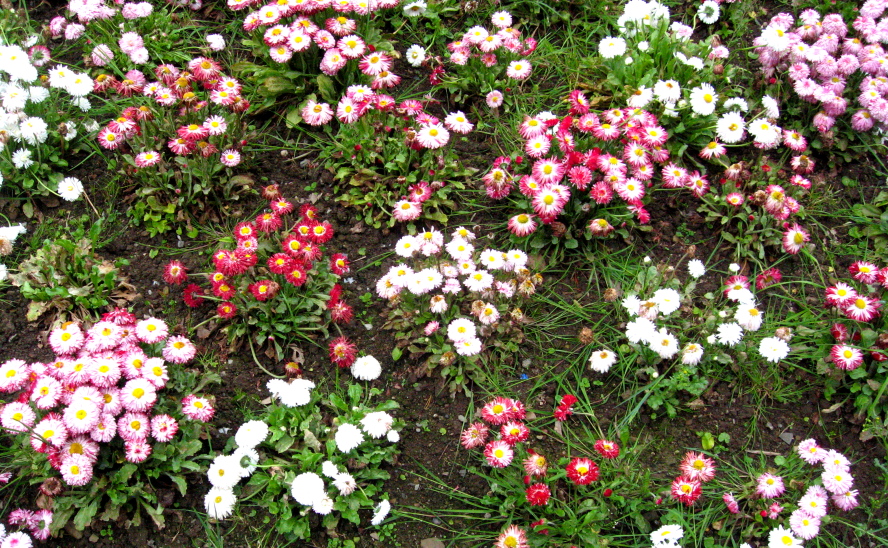 Tralee flower garden