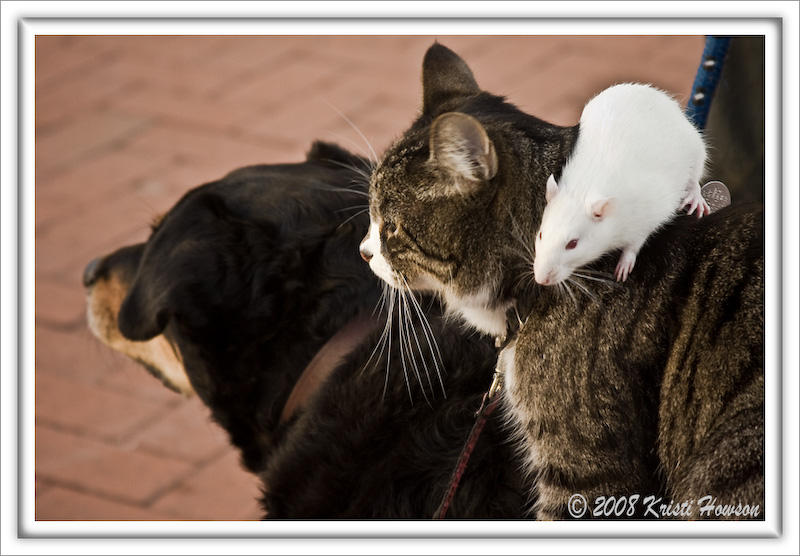 Cat, Rat & Dog