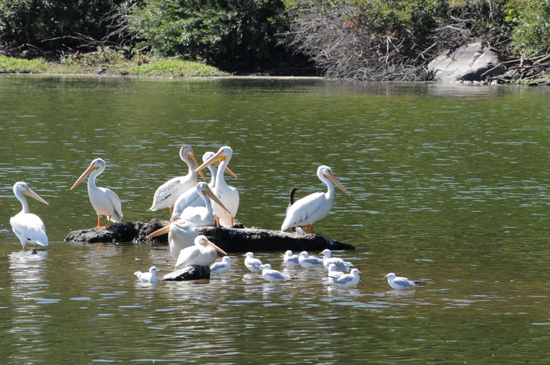 DSC_8436_resize.JPG