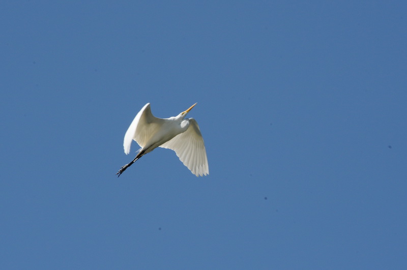 DSC_8449_resize.JPG