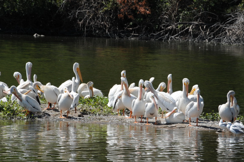 DSC_8451_resize.JPG