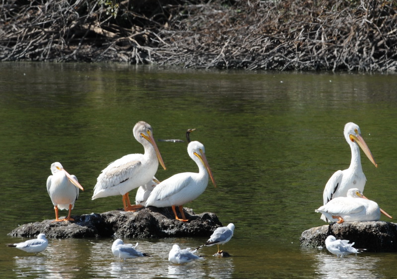 DSC_8452a_resize.jpg