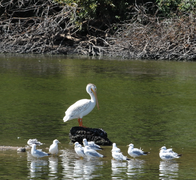 DSC_8453a_resize.jpg
