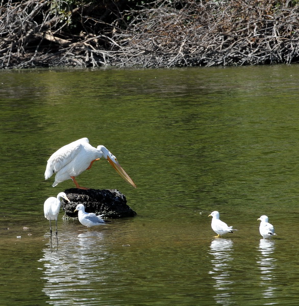 DSC_8466a_resize.jpg