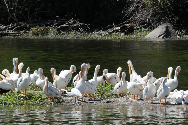 DSC_8470_resize.JPG