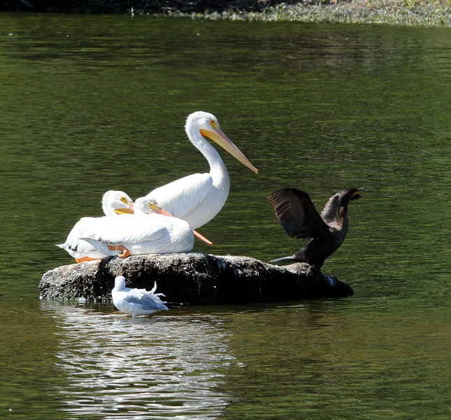 DSC_8471a_resize.jpg