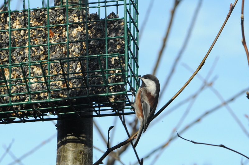 DSC_0138_resize.JPG