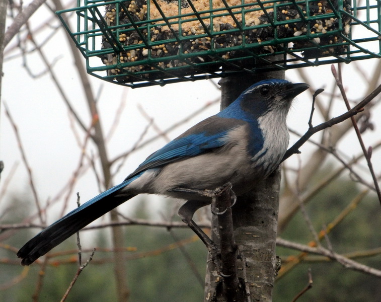 DSC_9943a_resize.jpg