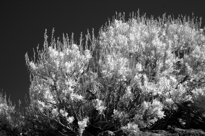 DSC_4208_resize.jpg