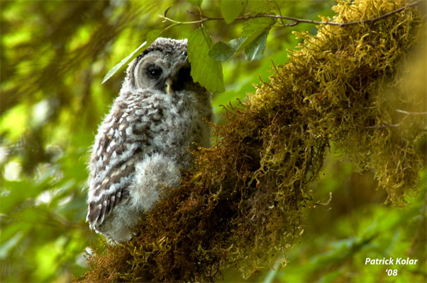 Barred Owl Fledgling