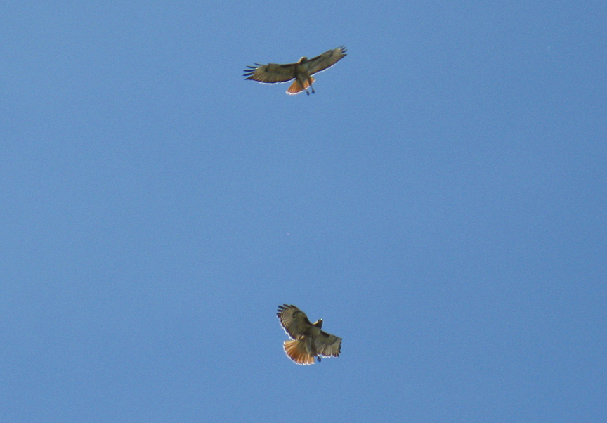 Redtail hawks at play