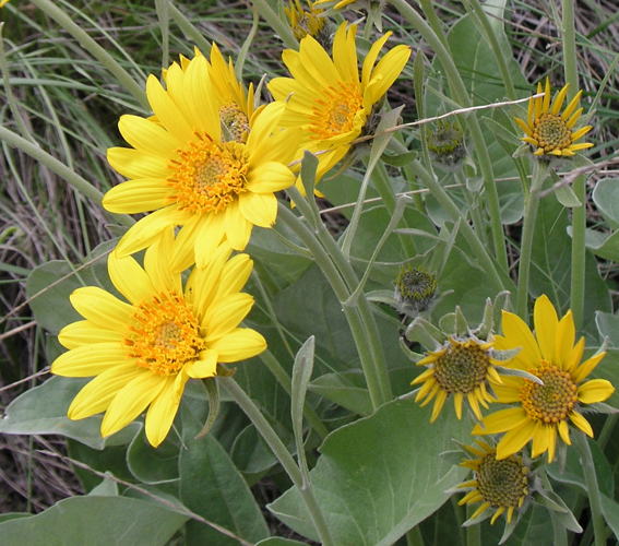 Balsamroot Flowers