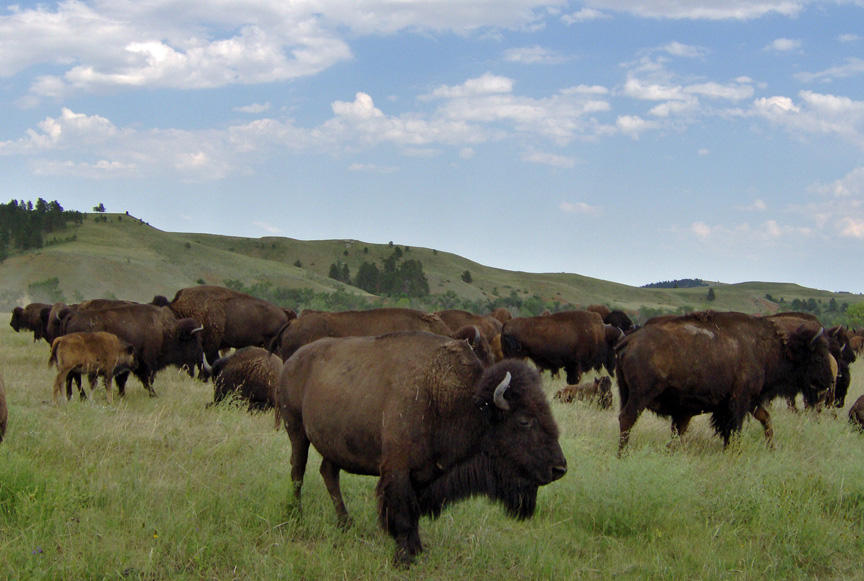 Buffs at Custer SP.jpg