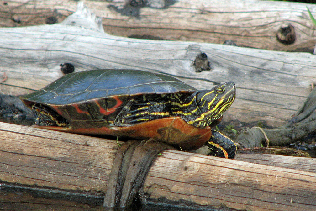 Lazy Turtle.jpg