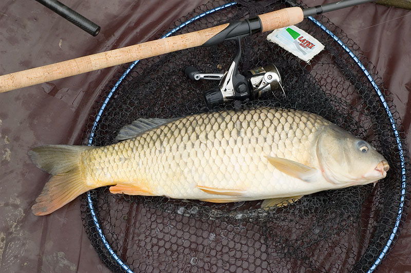 6lb 10oz Common Carp
