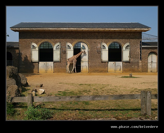 Giraffe House, London Zoo