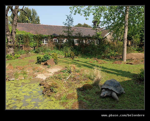 Giant Tortoise, London Zoo