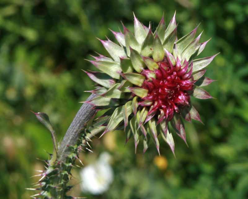 Thistle-Utah Lake