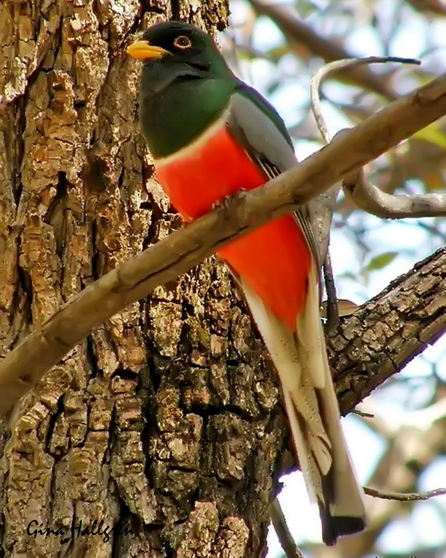 Elegant Trogon.jpg