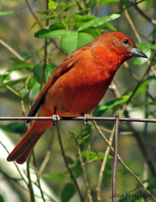 Hepatic Tanager.jpg