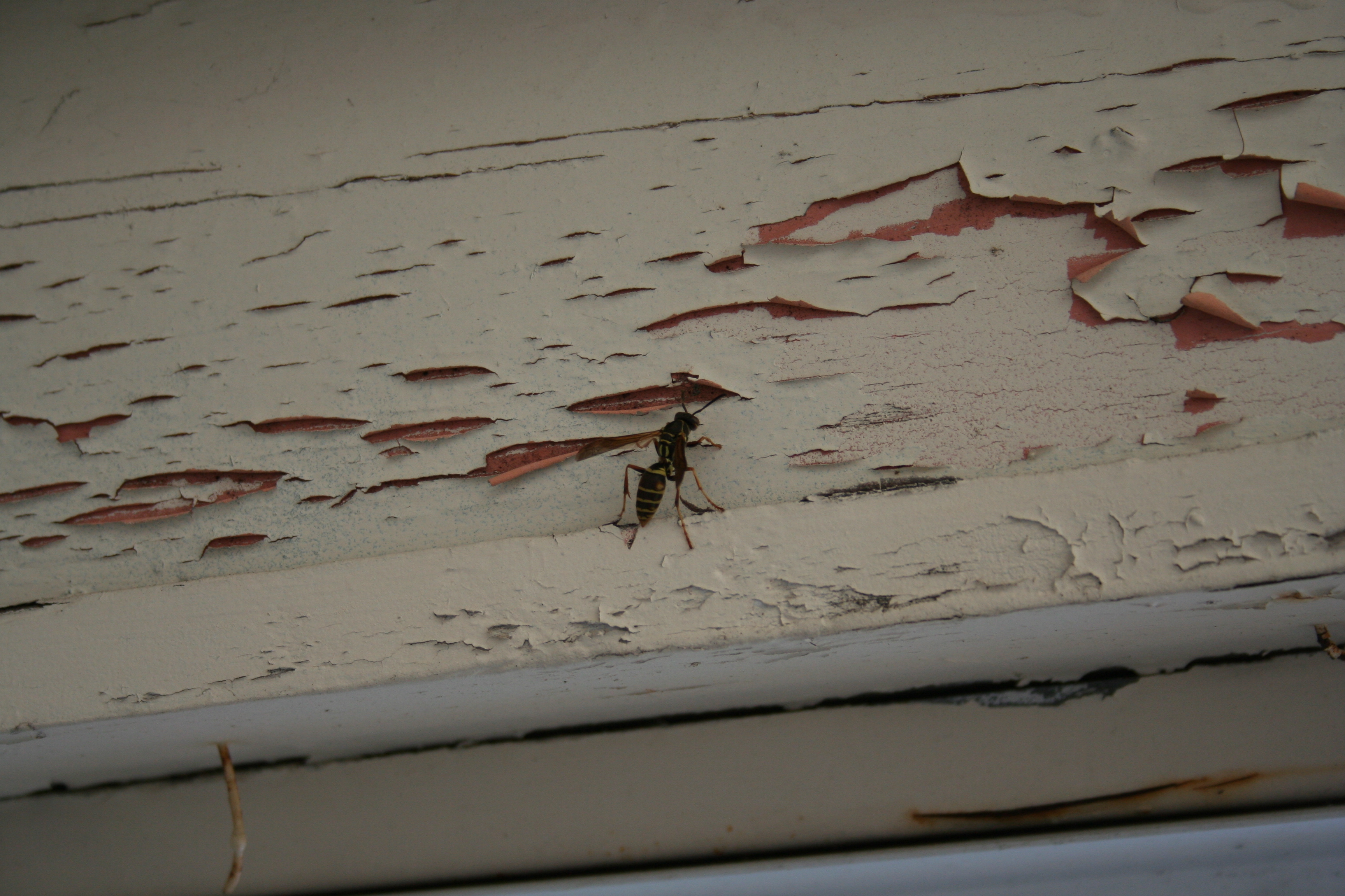 Ouch - a Wasp!