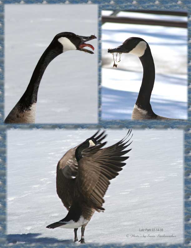 I Can Squawk Louder Than You!