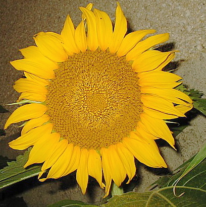 Sunflower