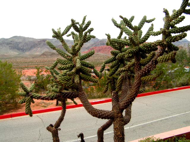 Cactus at Valley of Fire