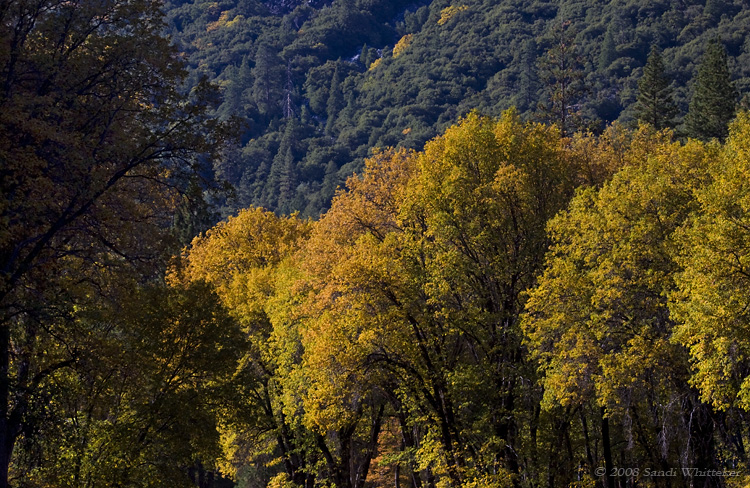 Valley of Gold