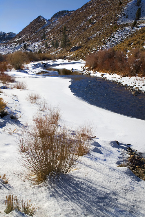 Contrasts of Winter