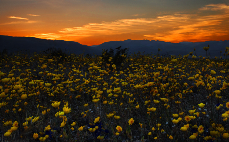 Yellow Blooms Capture the Last Rays of the Sun