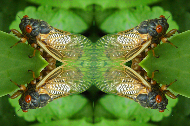 bug