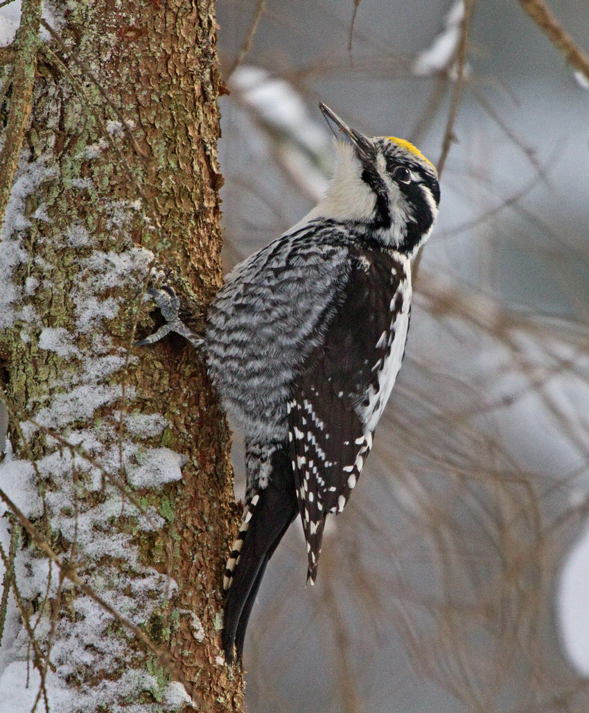 Three-toed Woodpecker (Picoides tridactylus)