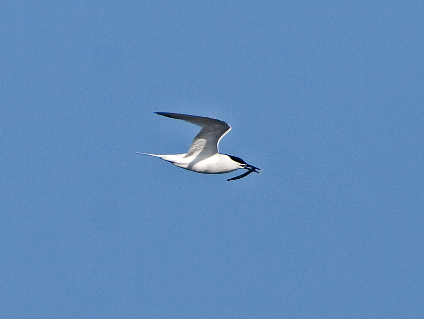 Sandwich Tern (Sterna sandvicensis)