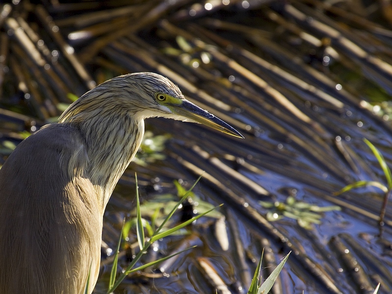 Squacco heron