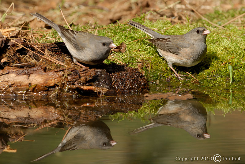 Dark-eyed Junco