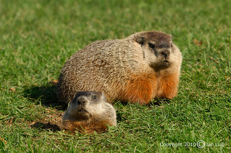 Woodchuck (Groundhog)