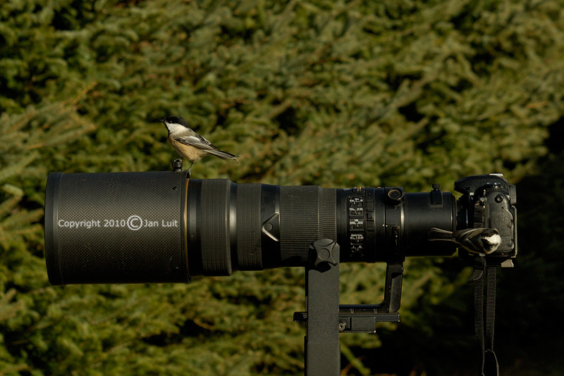 Black-capped Chickadee - Poeclie atricapillus - Amerikaanse Matkop