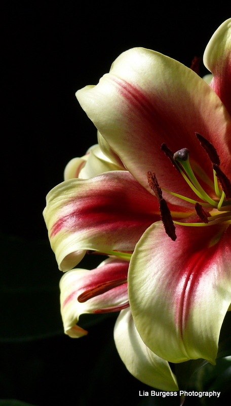 Red/White Lily