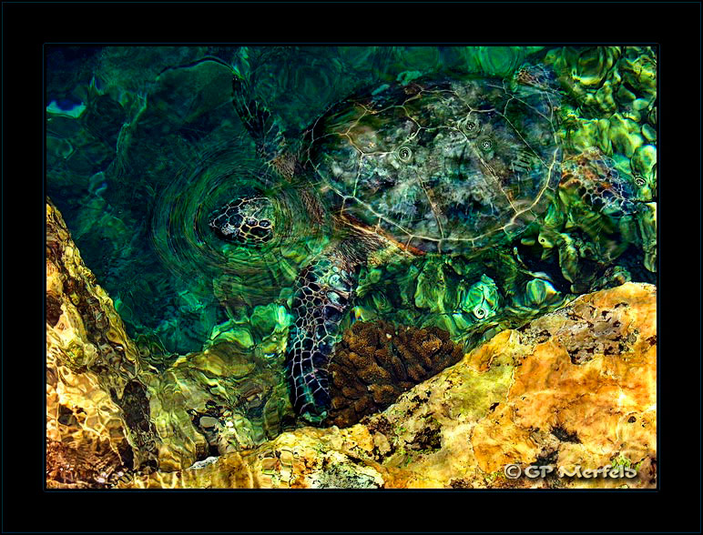Honu Dream