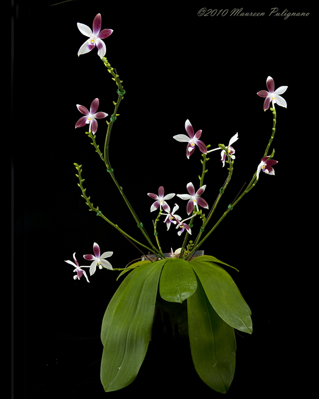 Phalaenopsis speciosa var. christiana Magnifico CHM/AOS