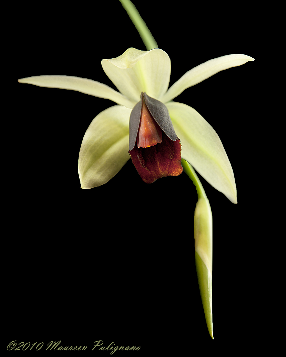 Coelogyne usitana Brown Eyes AM/AOS