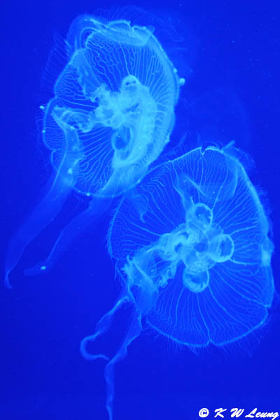Jellyfish (DSC_3323)