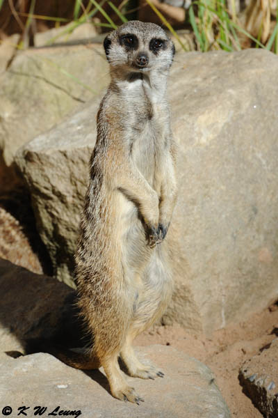 Meerkat (DSC_4871)