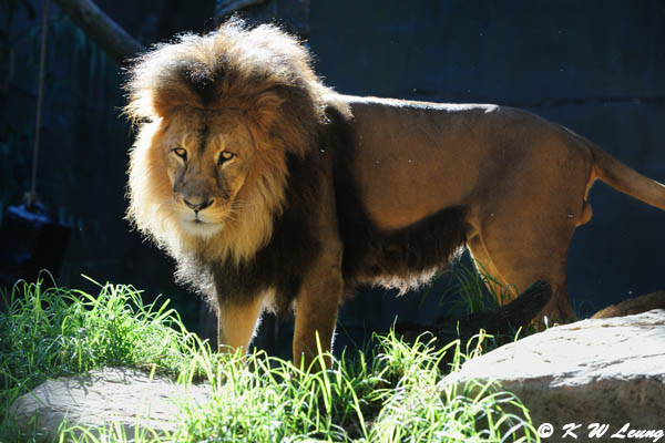 Lion (DSC_4894)