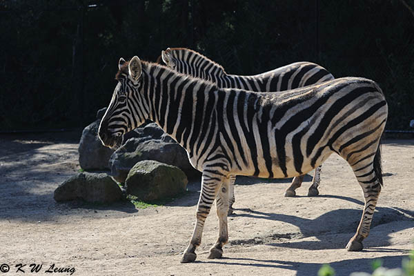 Zebra (DSC_3853)