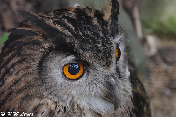 Eurasian Eagle Owl DSC_5597