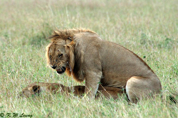 Another lion couple - Mating 03